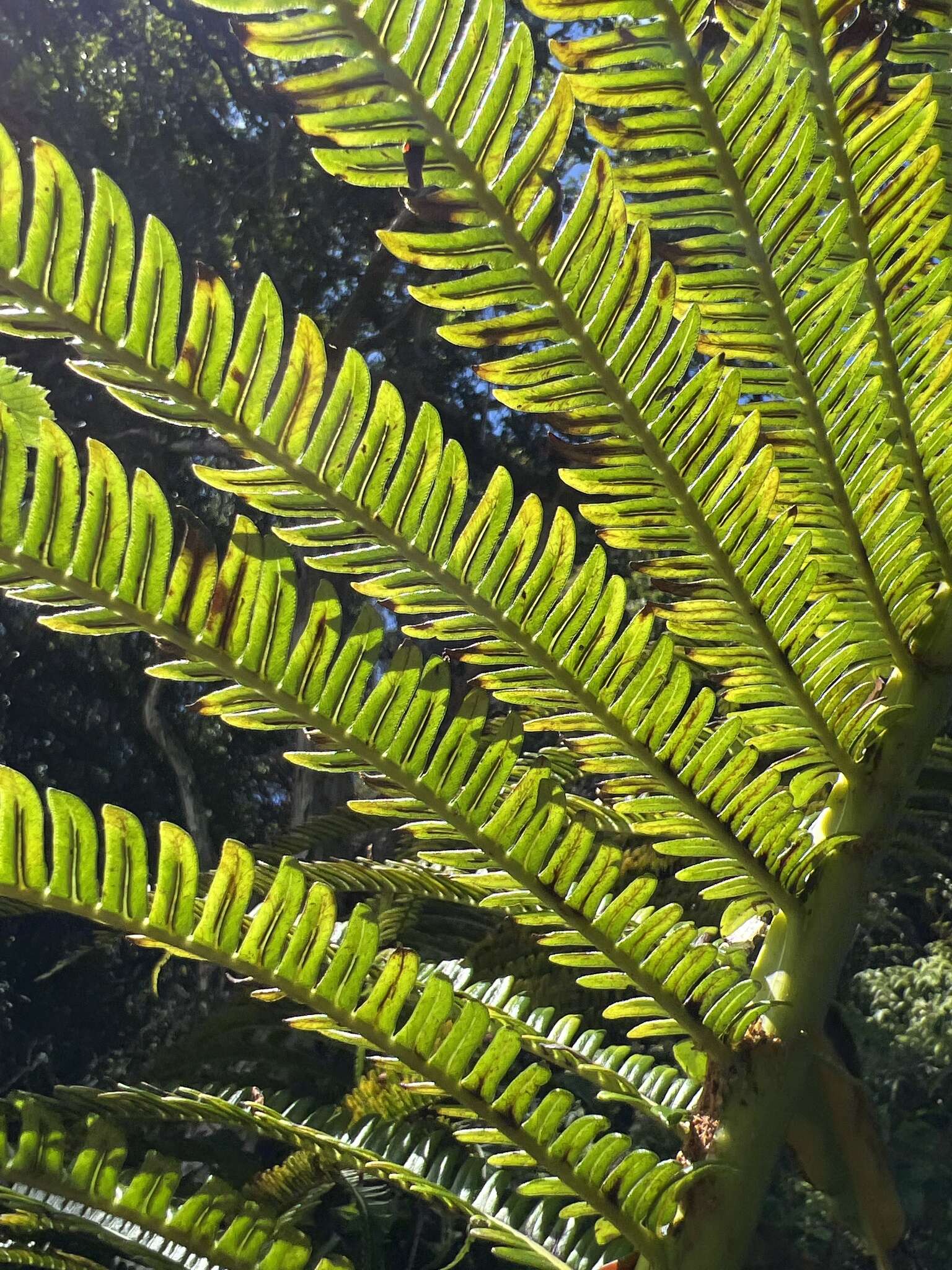 Image of Long-Leaf Plume Fern
