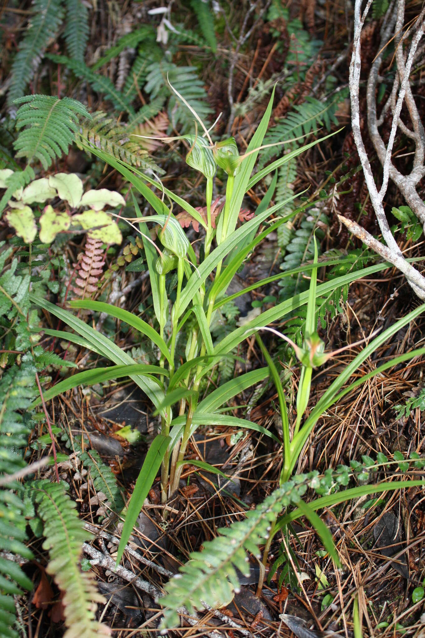 Image of Tutukiwi