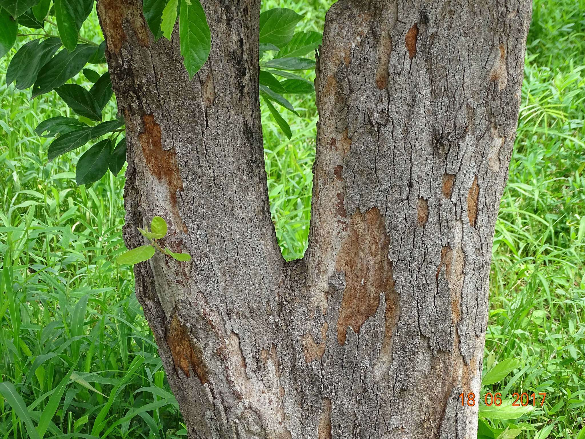 Image of Common crown-berry