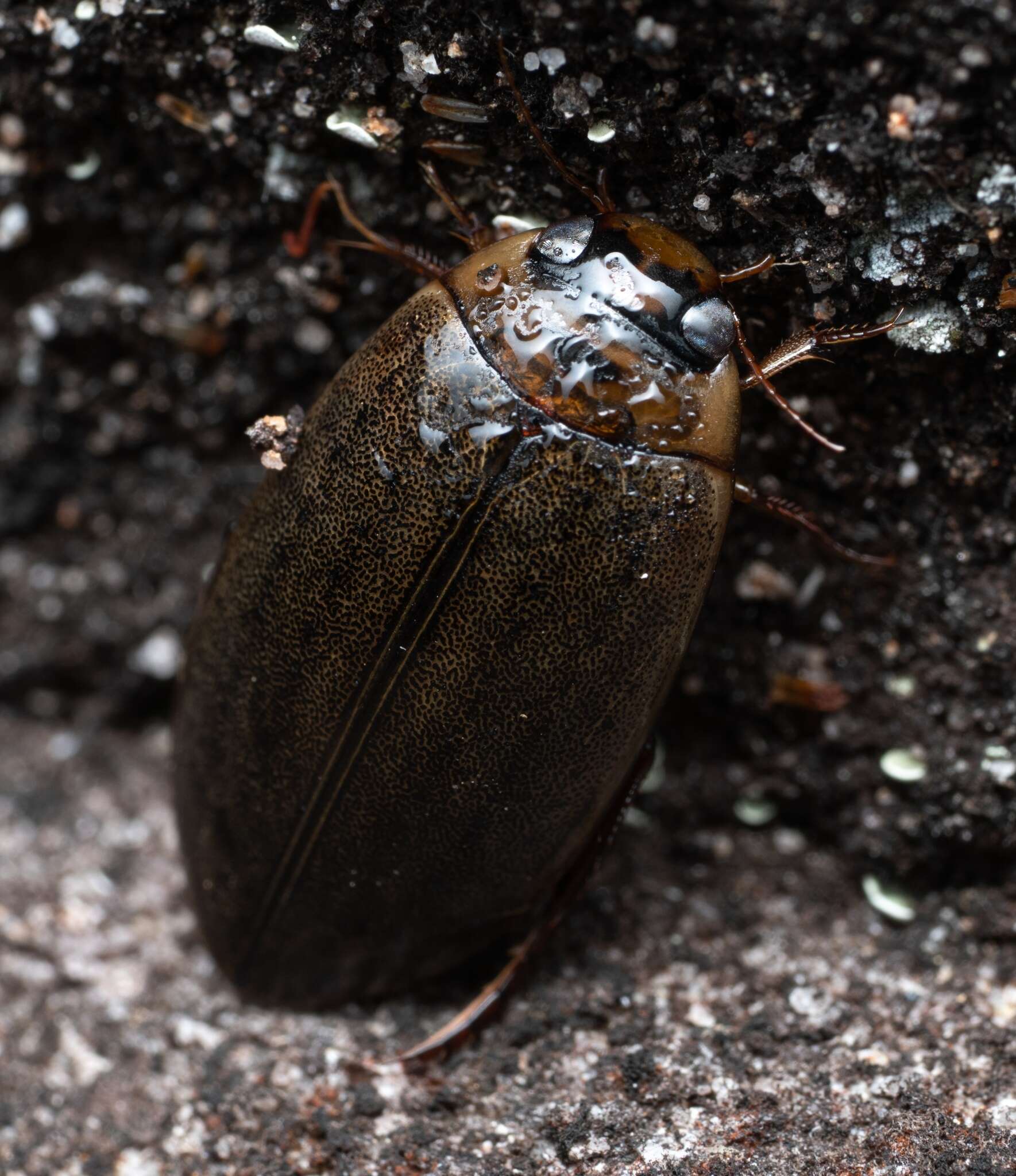 Image of Rhantus (Rhantus) suturalis (W. S. MacLeay 1825)