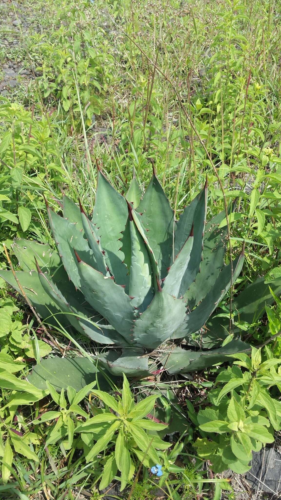 Image of Agave inaequidens subsp. inaequidens