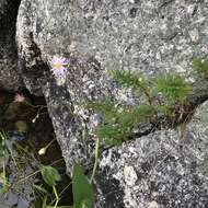 Image of bog aster