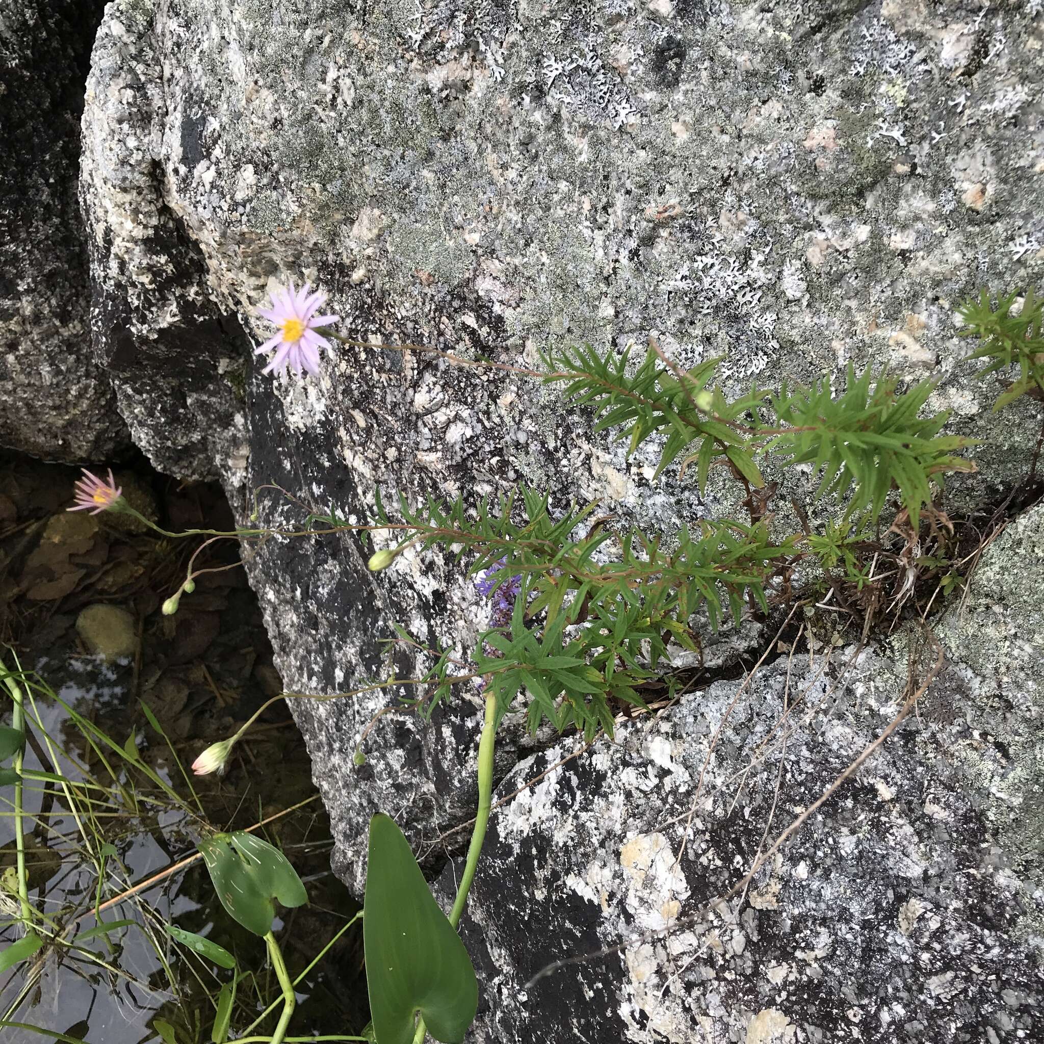 Image of bog aster