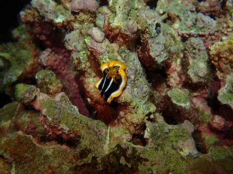 Image of Chromodoris africana Eliot 1904