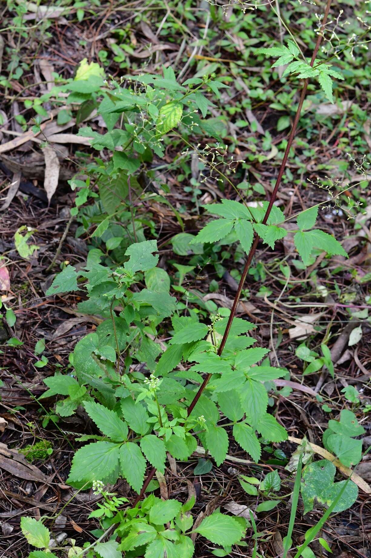 صورة Valeriana sorbifolia Kunth