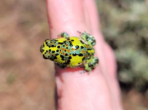 Image of Crucifix Frog