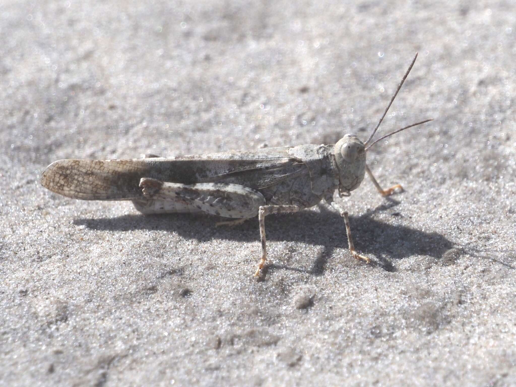 Trimerotropis schaefferi Caudell 1904 resmi