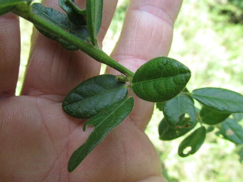 Imagem de Desmodium ciliare (Willd.) DC.