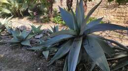 Image of Silvery agave