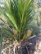 Image of Macrozamia miquelii (F. Muell.) A. DC.