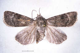 صورة Agrotis admirationis Guenée 1868