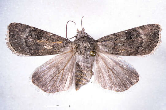 Image of Agrotis admirationis Guenée 1868