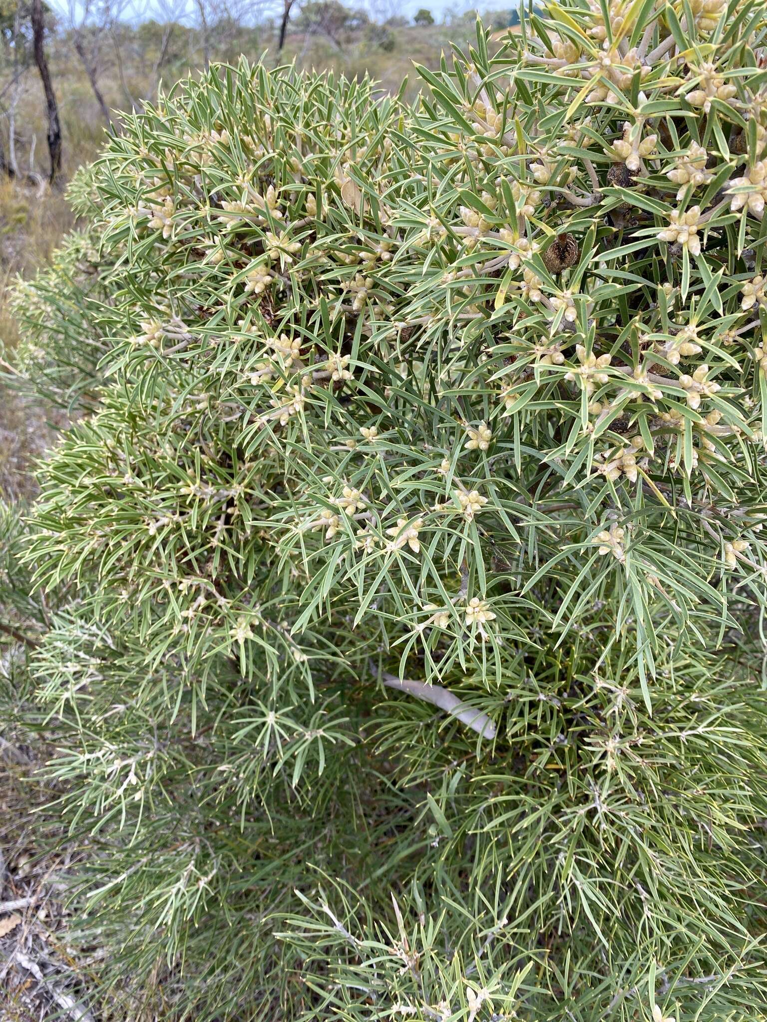 Image of Hakea corymbosa R. Br.