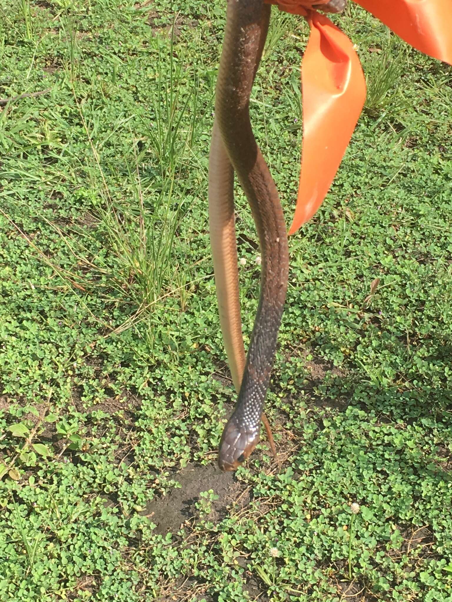 Image of Egyptian Cobra