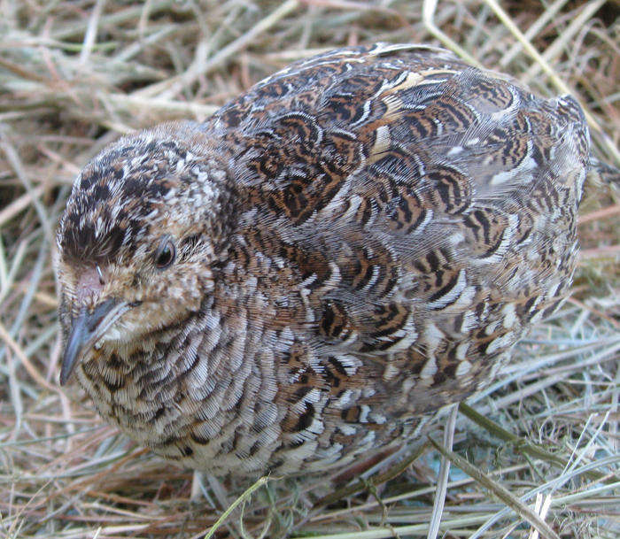 Image of Black-rumped Buttonquail