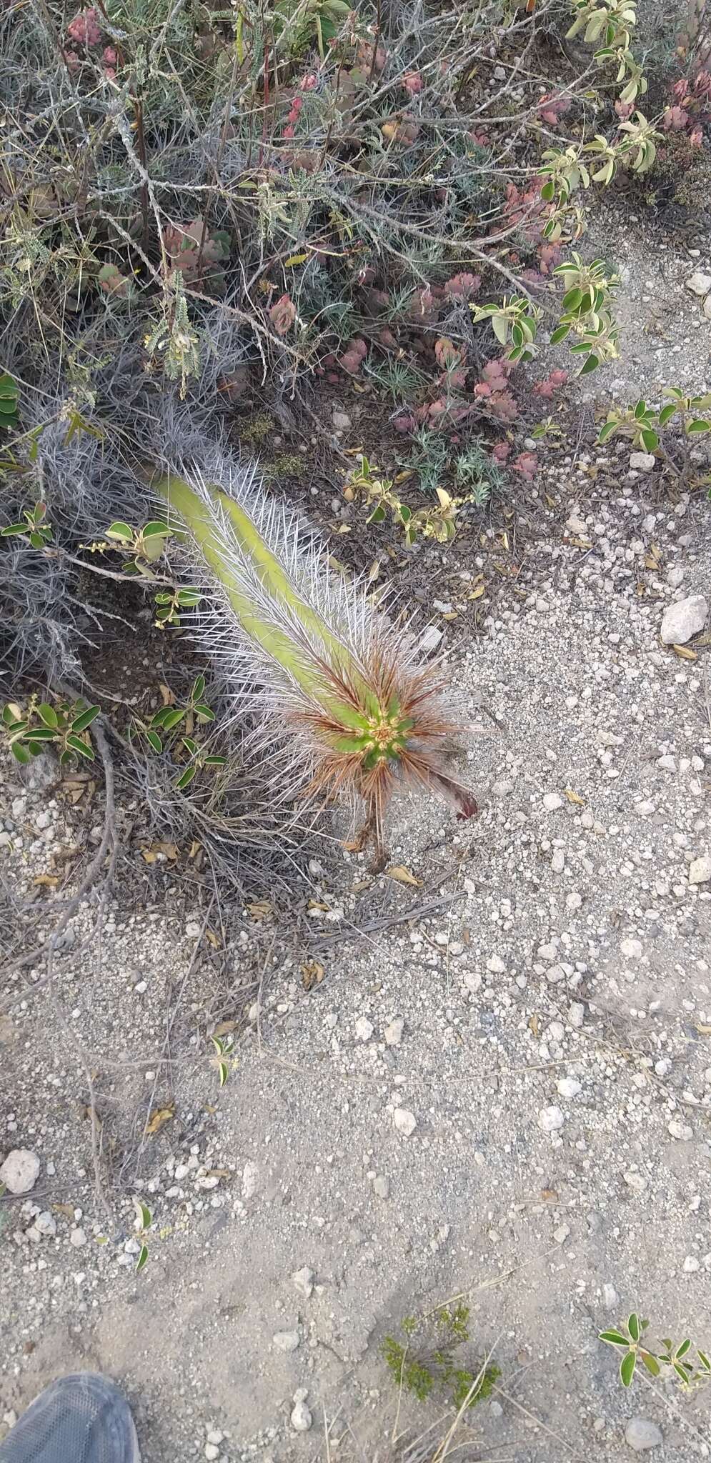 Image of Cleistocactus sepium (Kunth) F. A. C. Weber