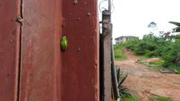 Image of Cinnamon-bellied Reed Frog