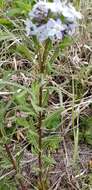 Image de Amsonia ciliata var. texana (A. Gray) J. M. Coult.