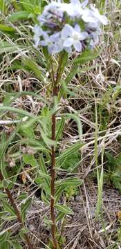 Image of Texas bluestar