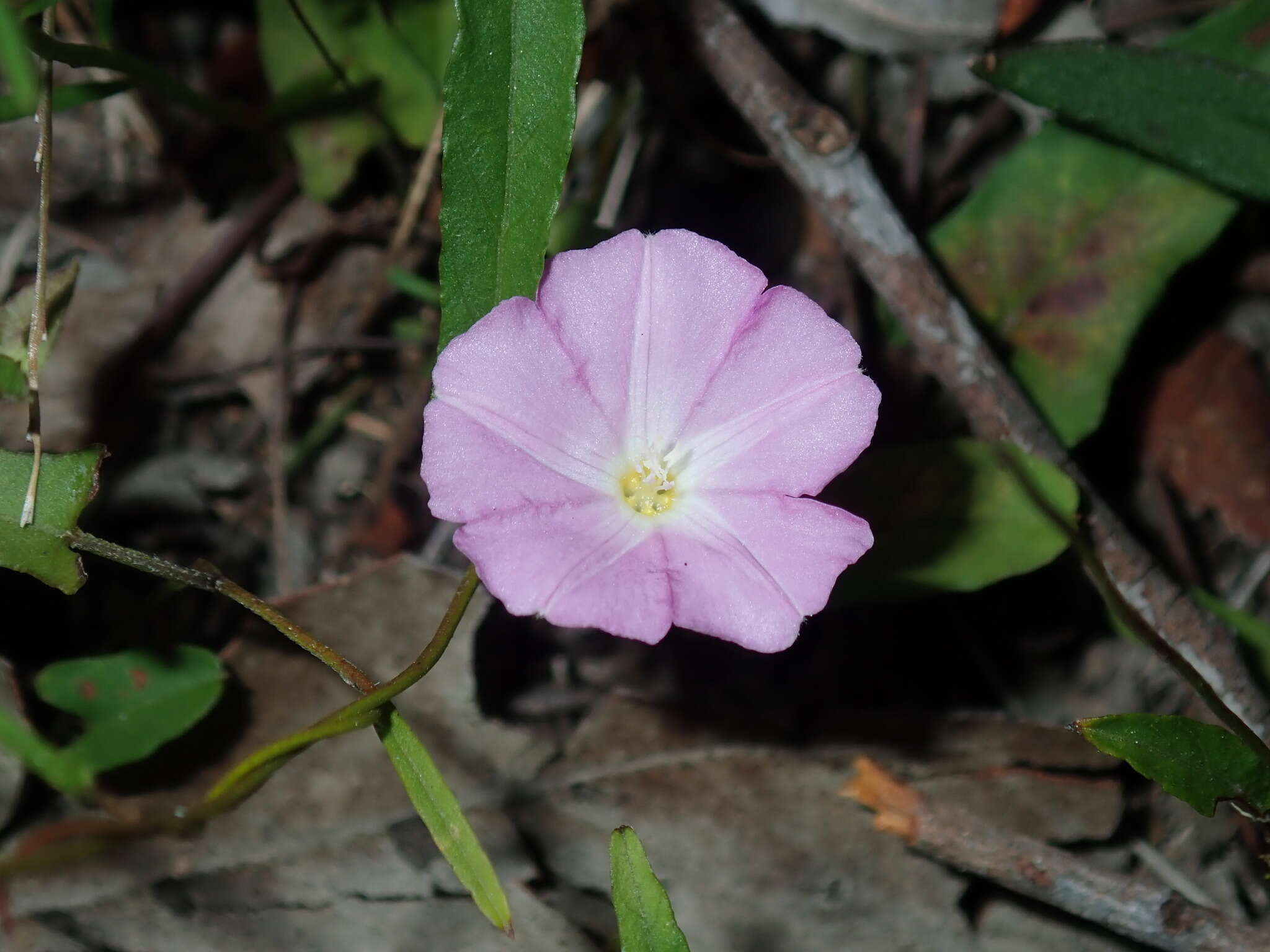 Image of Polymeria calycina R. Br.