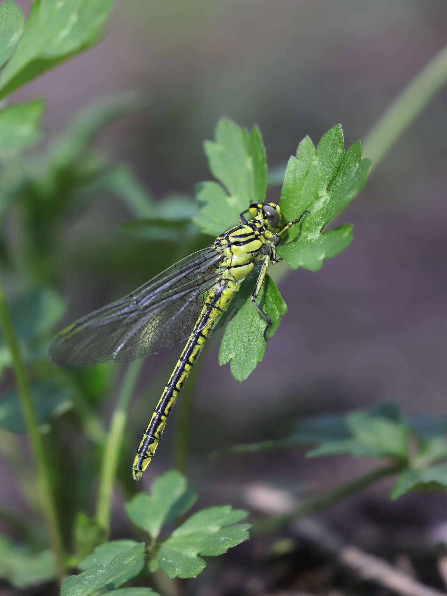 صورة Gomphus simillimus Selys 1840