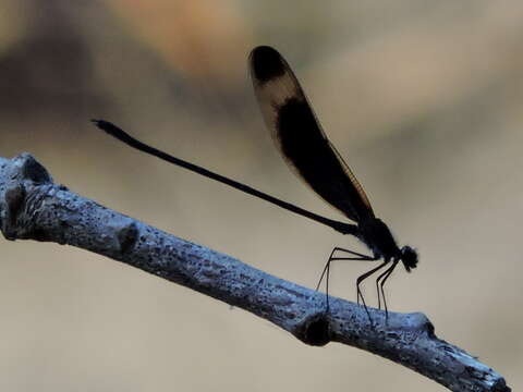 Image of Smoky Rubyspot