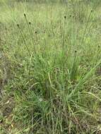 Image of Louisiana Yellow-Eyed-Grass