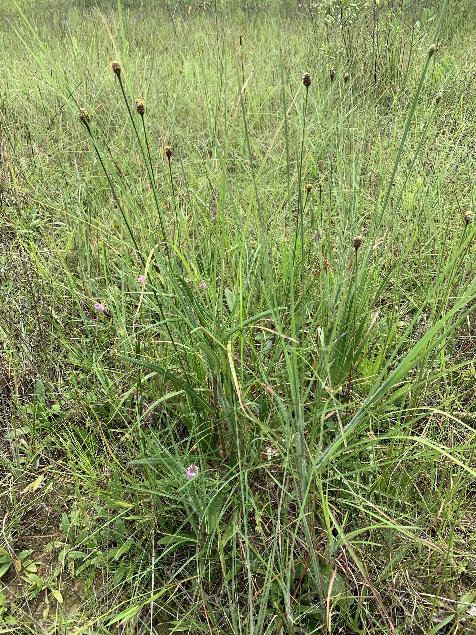 Image of Louisiana Yellow-Eyed-Grass