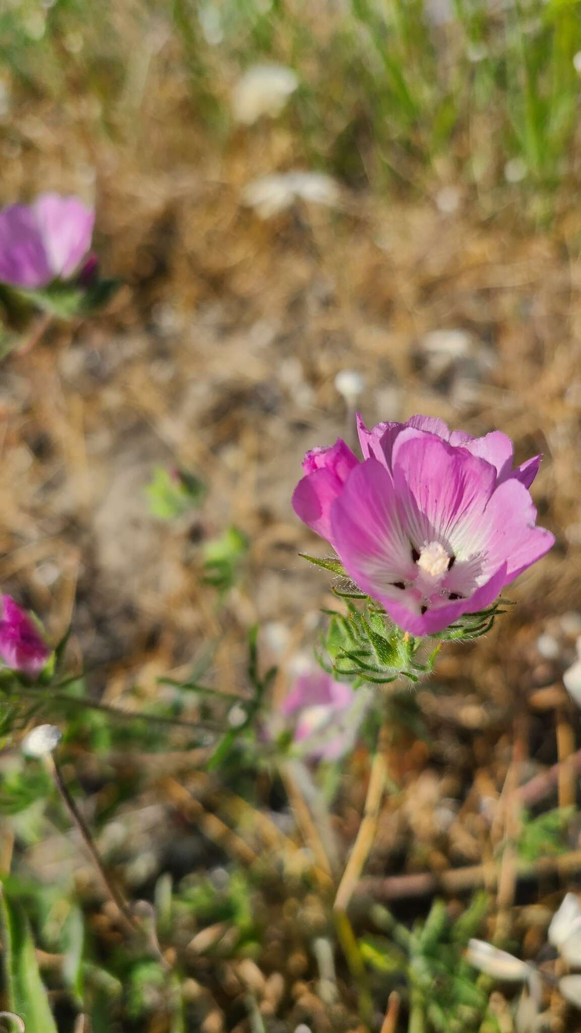 Image of fringed checkerbloom