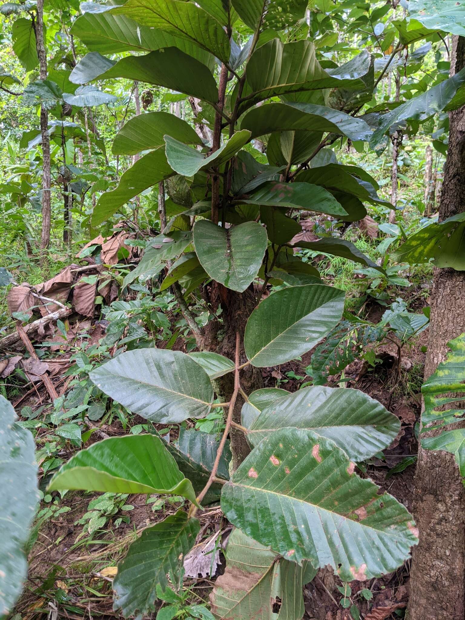 Image of Dipterocarpus obtusifolius Teysm. ex Miq.