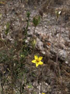 Image of grass blazingstar