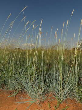 Image of wool grass