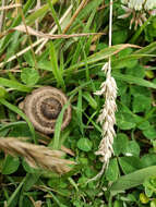 Image of Entoloma perzonatum E. Horak 1973