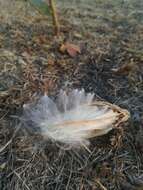 Image of nodding milkweed