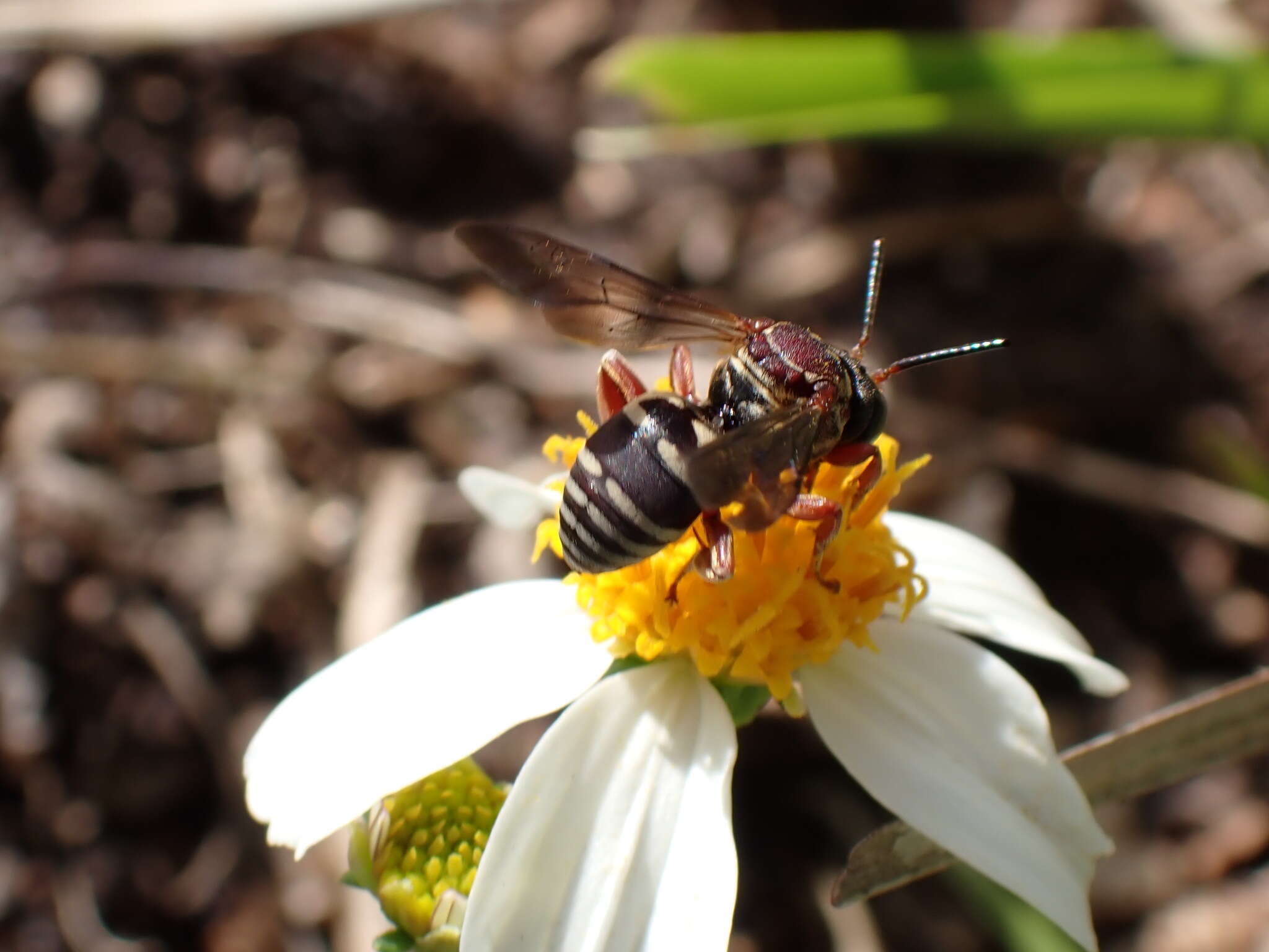 Слика од Triepeolus rufithorax Graenicher 1928