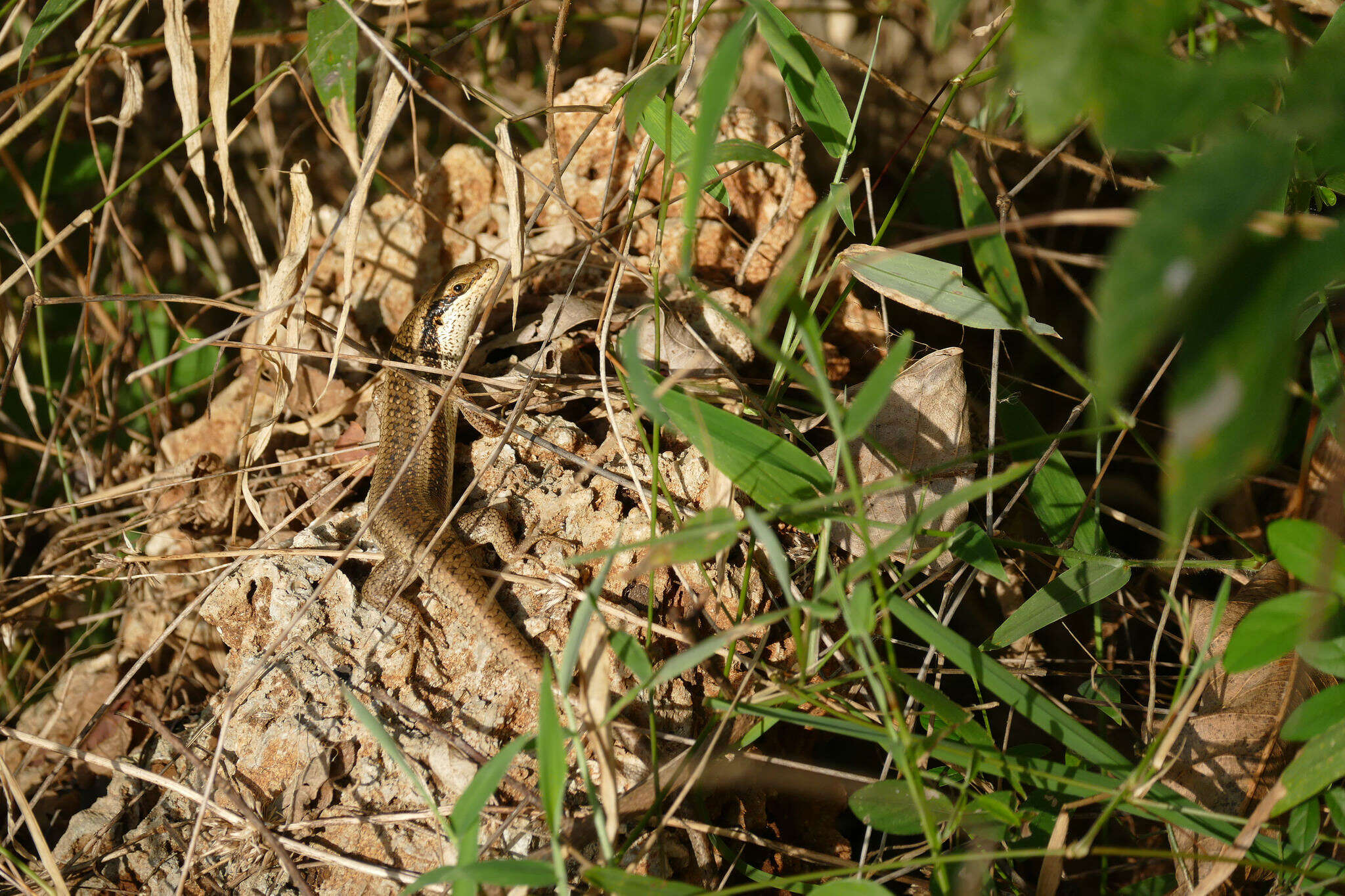 Image de Trachylepis planifrons (Peters 1878)