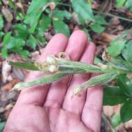 Sarcoglottis acaulis (Sm.) Schltr. resmi