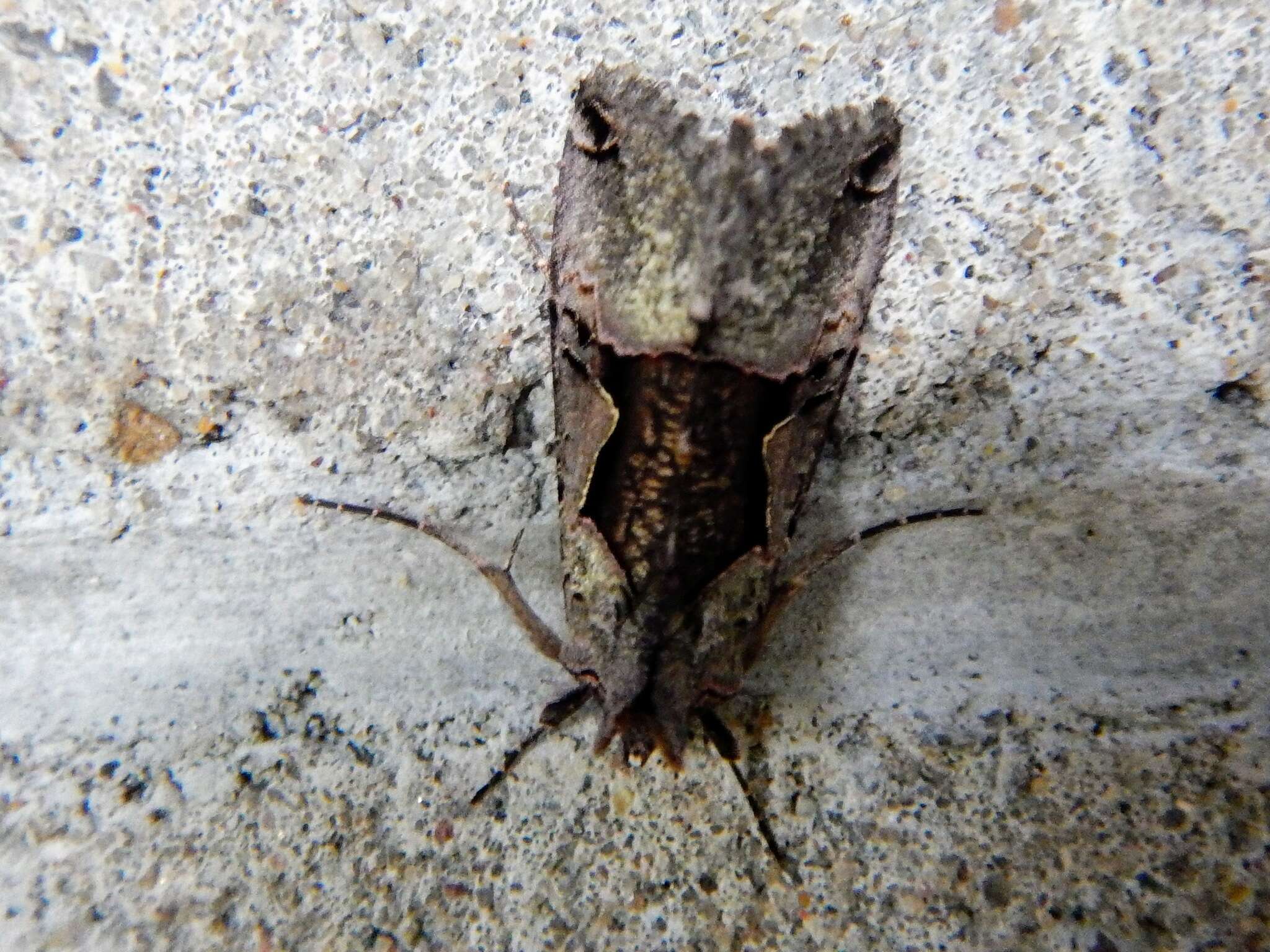 Image of Large Looper Moth, Broken-banded Y