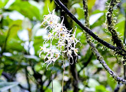 Image of Oncidium cirrhosum (Lindl.) Beer