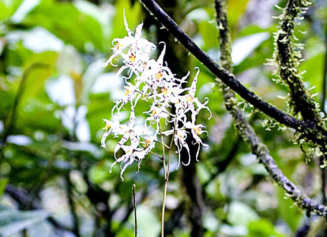 Image of Oncidium cirrhosum (Lindl.) Beer