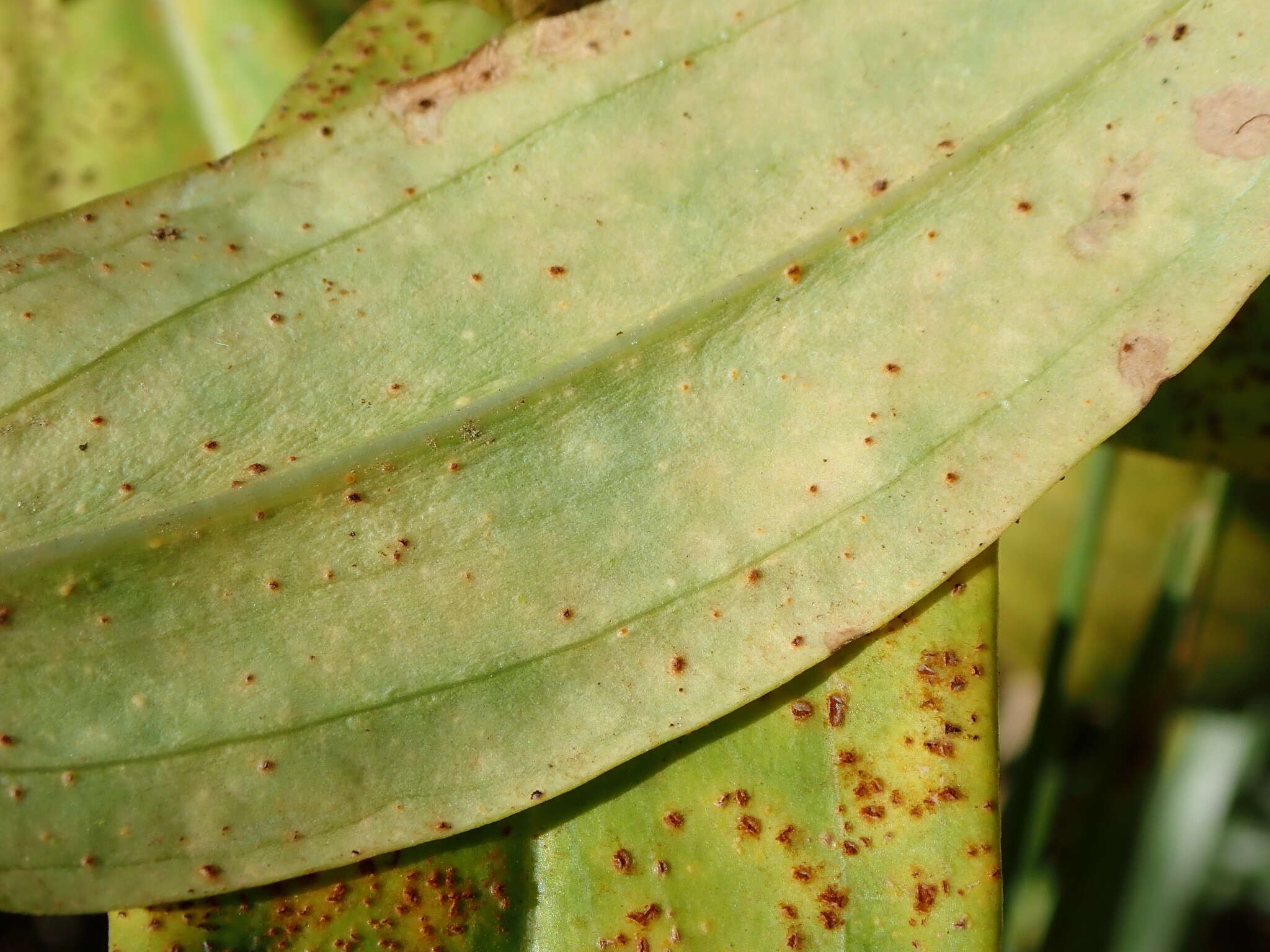 Imagem de Puccinia gentianae (F. Strauss) Link 1824