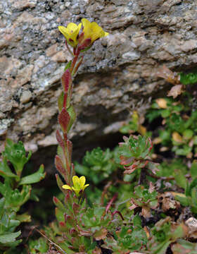 Image of whiplash saxifrage