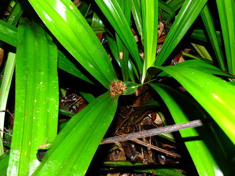 Mapania pycnocephala (Benth.) Benth.的圖片