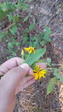 Imagem de Heterotheca mayoensis