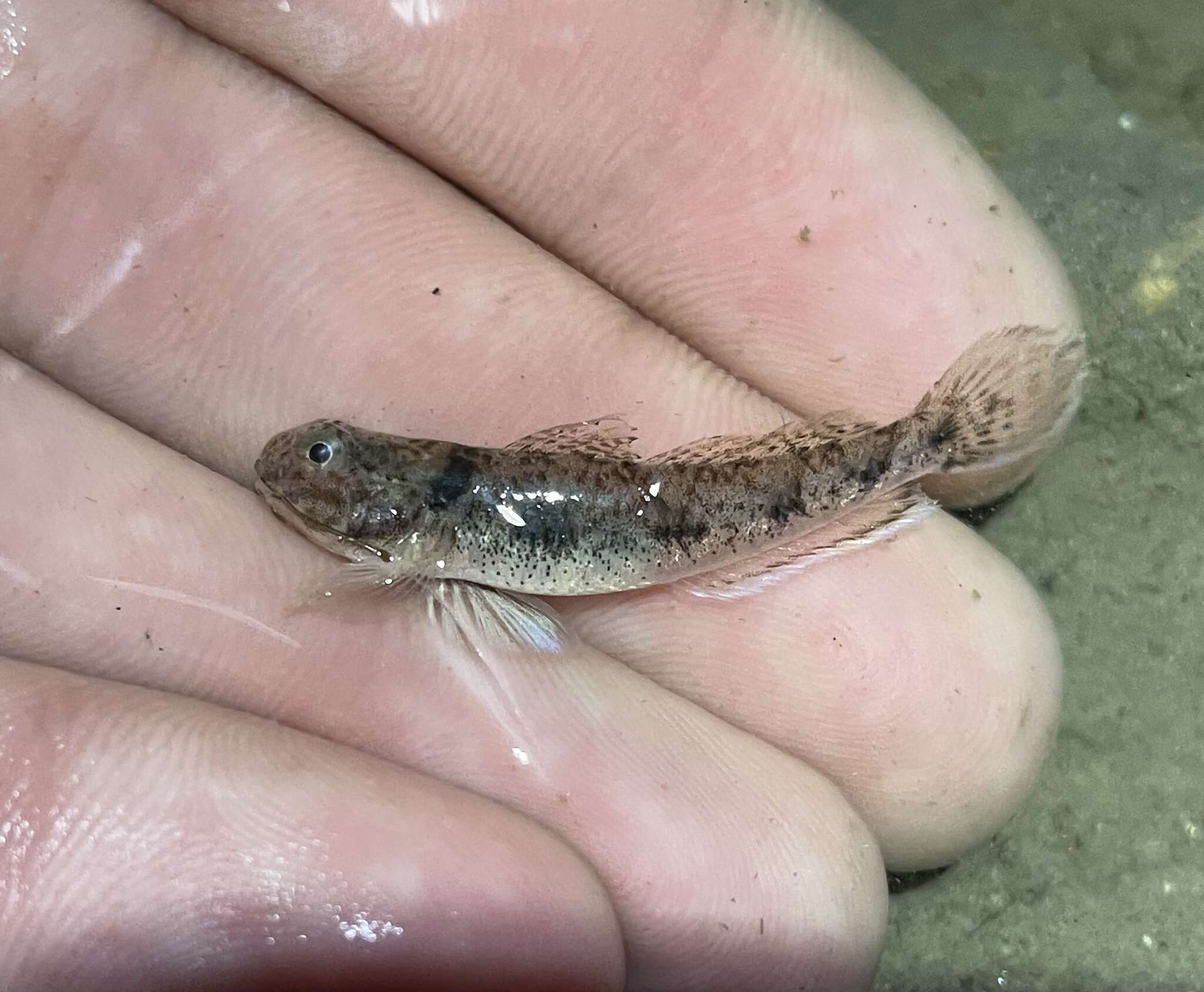 Image de Ctenogobius boleosoma (Jordan & Gilbert 1882)