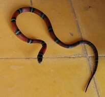 Image of False Coral Snake