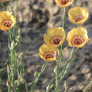 Linum elongatum (Small) Winkl. resmi