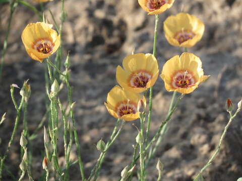 Linum elongatum (Small) Winkl. resmi