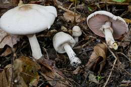 Image of Agaricus approximans Peck 1909