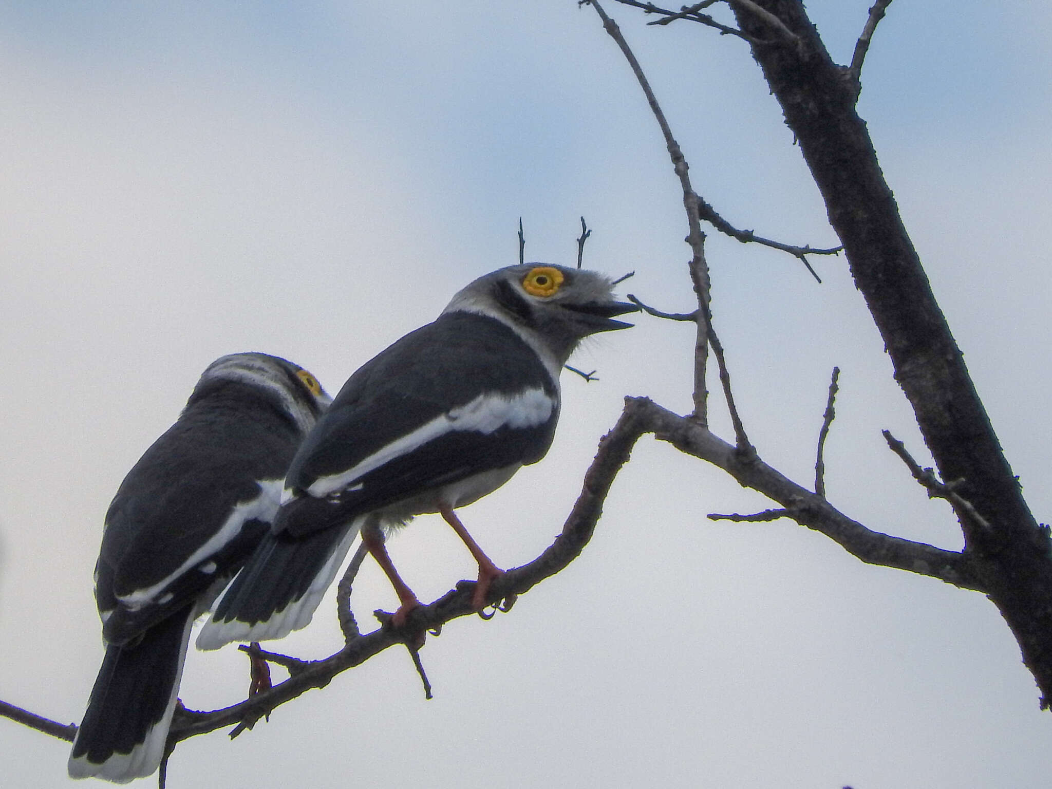 Image of White Helmet Shrike